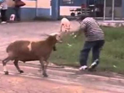 Azərbaycanda qoç vuran kişi öldü