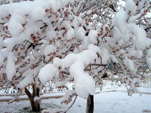 Azərbaycan rayonlarına yağan qarın qalınlığı AÇIQLANDI
