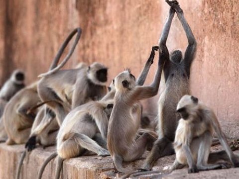 Meymunların daşa basdığı keşiş öldü