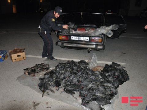  Qanunsuz ovlanan 287 çöl quşu götürülüb  