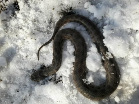 Azərbaycanda qış vaxtı Qafqaz gürzəsi tapıldı