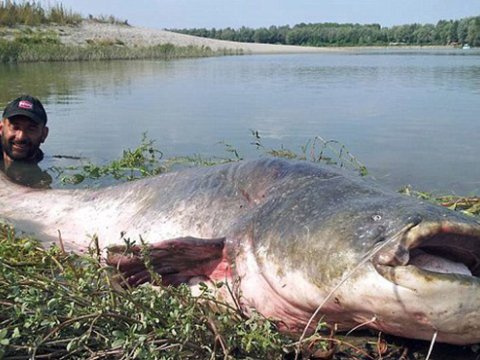 Balıqçı 120 kiloluq naqqa balığı tutdu - FOTO