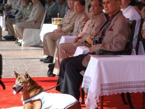 Kralın itini təhqir edən 37 il həbs oluna bilər