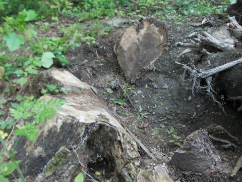  Zaqatala meşələrində yoxlama aparılır – SƏBƏB