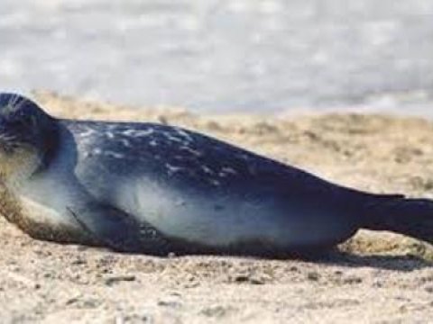 Xəzər suitisi tükənib - RƏQƏMLƏR