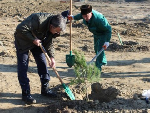 Nazir ağacəkmə aksiyasında - FOTOLAR