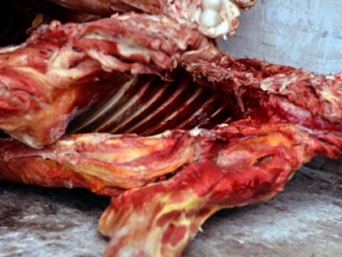 Lənkəranda mənşəyi məlum olmayan yararsız ət aşkarlandı