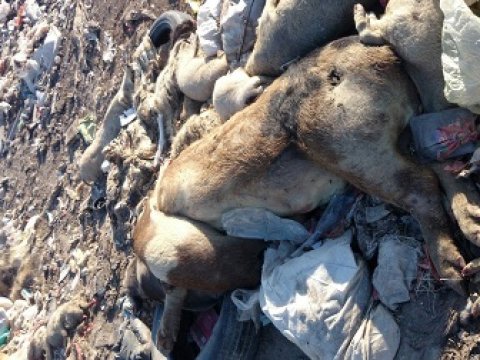 Bakıda donuz cəsədləri aşkarlandı – FOTO 