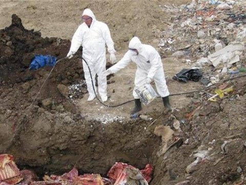 Bakıda “leş şəbəkəsi”ni kim himayə edir?- FOTOLAR