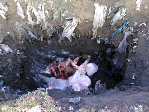  Gürcüstandan gətirilən 3 baş donuz cəmdəyi zərərsizləşdirilib  