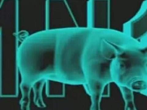 Direktor “donuz qripi” ilə bağlı məlumat açıqladı 