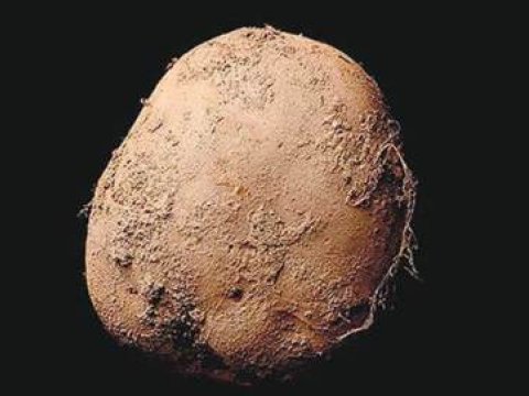 Kartof şəkli 1 milyon dollardan yuxarı satıldı 