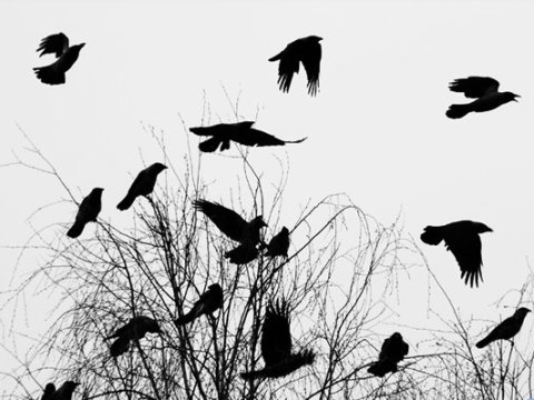 Qara qarğalar və “iqtisadi qarğış” edən təxribatçı “ekspert”