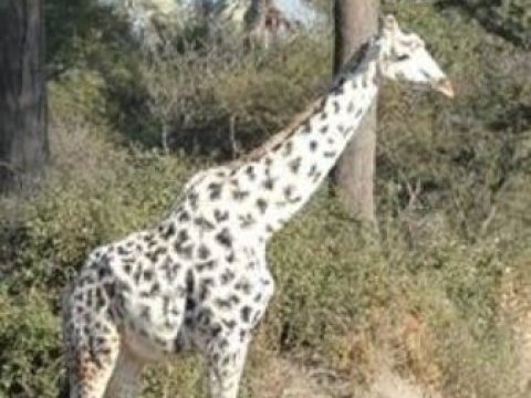 Dünya faunasında yeni tapıntı – FOTO