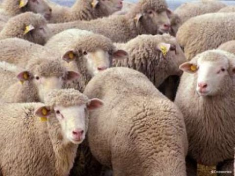  Gürcüstandan ölkəmizə diri heyvan idxalı müvəqqəti qadağan ediləcək 