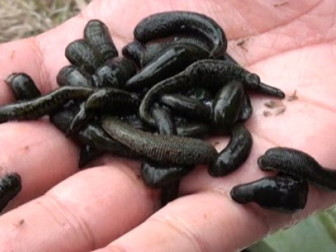 Azərbaycandan Rusiyaya 2 min zəli aparanlar buraxılmayıb