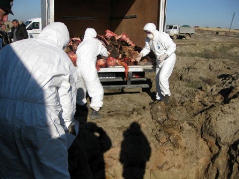  1100 kq-dan artıq yararsız ət zərərsizləşdirilib-Fotolar