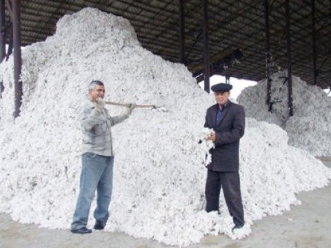 Pambığın satınalma qiyməti artırılacaq