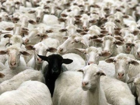 Bərdədə bir kişinin 96 baş qoyununu oğurladılar