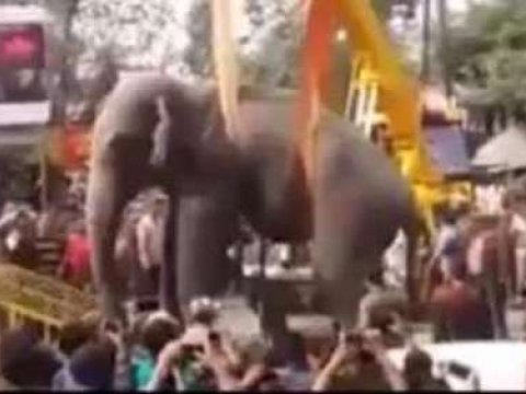 ”Fil şəhəri məhv edib”- Video 