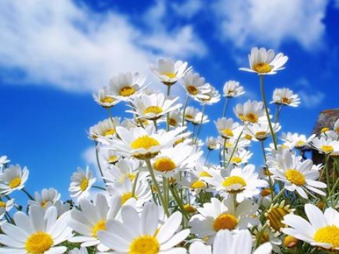 Baharın Azərbaycana gəlmə vaxtı AÇIQLANDI