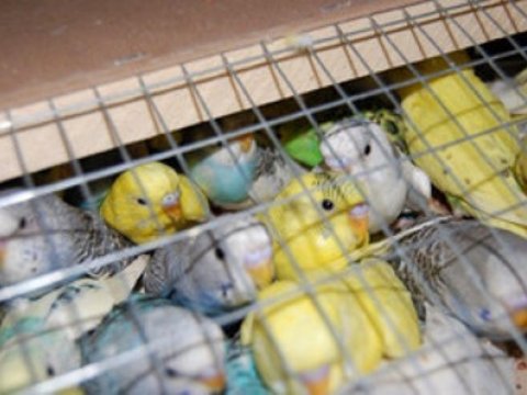  Azərbaycandan Dağıstana 400-ə yaxın tutuquşu keçirilməsinin qarşısı alınıb