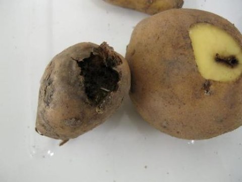 İrandan gətirilən 48 ton kartof geri qaytarıldı – FOTO 