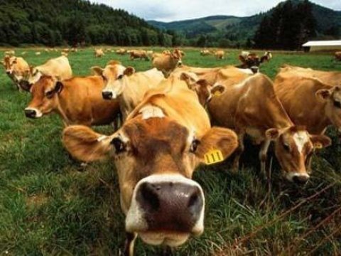 Azərbaycanda böyük sayda mal-qoyun oğurlayan dəstə tutuldu