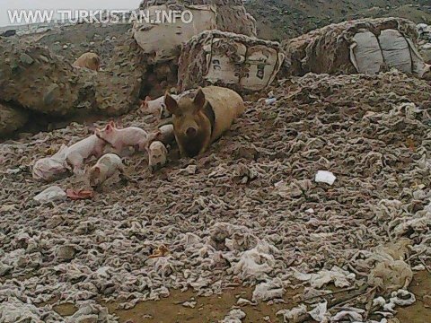 Gəncədə donuz zülmü - FOTOLAR