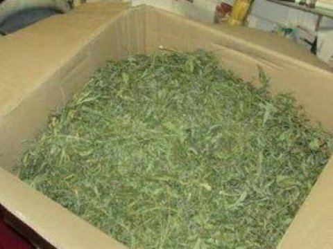 Qoz satan azərbaycanlı qandallandı - Narkotikə görə