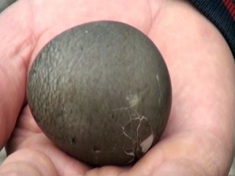 Ağ ördəyin qara yumurtası - FOTO