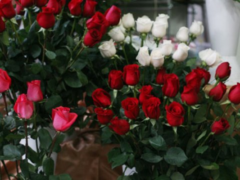 Xanımları təbrik üçün ümid Hollandiya, İrana qalıb