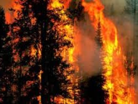 Qubadakı Alpan meşəbəyliyində YANĞIN