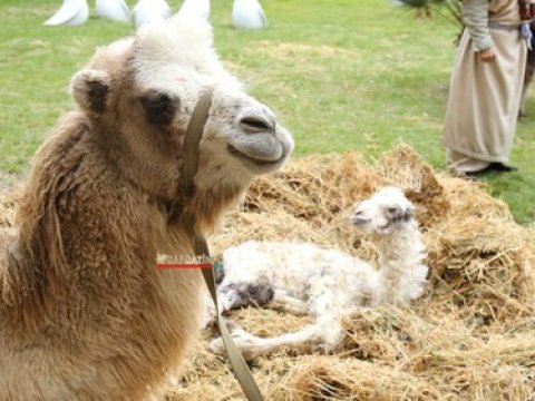 Hacıbala Abutalıbovun bayrama gətirdiyi dəvə doğdu – FOTO 