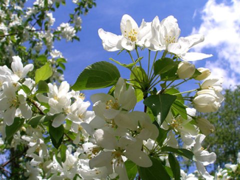 Azərbaycana bahar gəlib