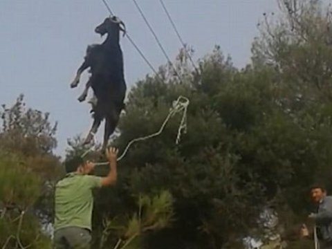 Keçi telefon xəttindən asılı qaldı - FOTO