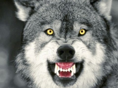  Neftçalada canavarlar çobanı yaraladı 