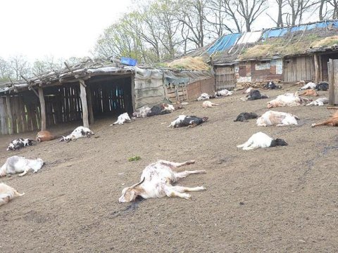 Atası ilə dalaşdı, 239 keçi öldürdü