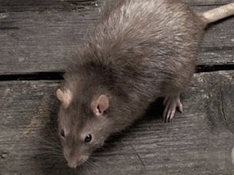 Nərimanovda siçovul komendatı dişləyib 