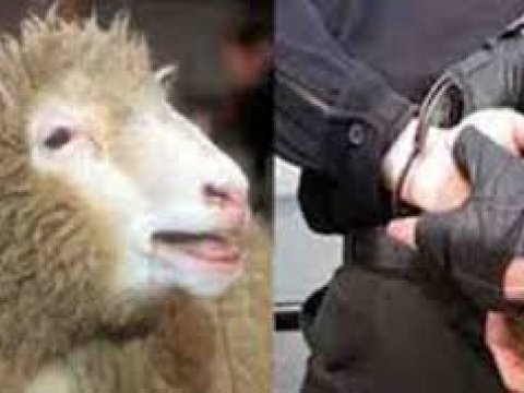 Qoyun və inək oğruları tutuldu