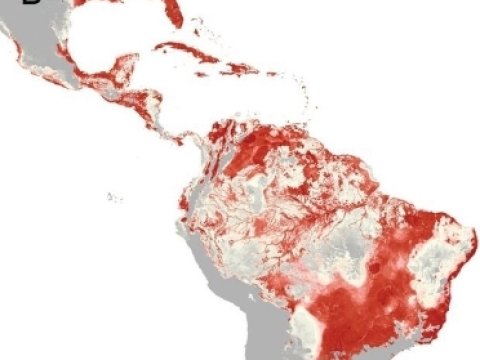 Zika virusu ilə bağlı yeni MƏLUMATLAR