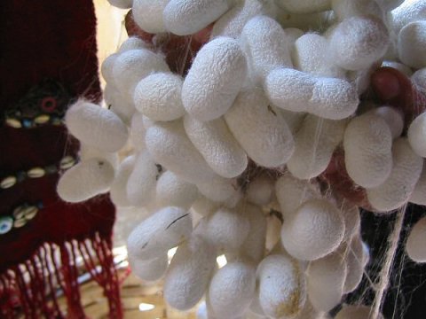 Azərbaycanda baramaçılara pulsuz  ipəkqurdu paylandı 