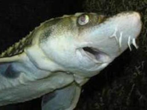 Azərbaycan Xəzərə 50 milyondan çox nərə buraxıb