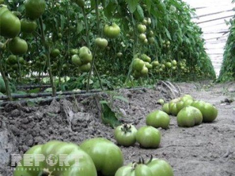  Göyçay fermerlərinin məhsulu məhv olur