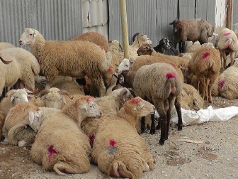  Sabahdan bruselyoza qarşı kütləvi peyvəndləmə başlayır 