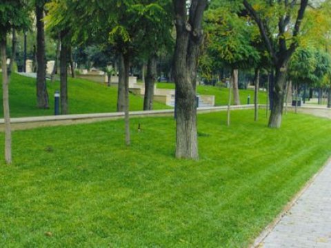 Azərbaycanda parklardakı çəmənliklərə girmək niyə qadağandır...