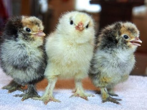 Müəllimlərə əmək haqqı əvəzinə cücə verilir