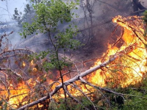 Badamdarda 1 hektar ərazi yanıb - Nadir ağaclar məhv olub