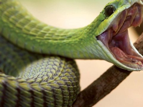 Goranboy sakinini ilan sancıb