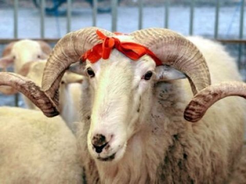 Qurban bayramına görə baytarlıq nəzarəti gücləndirildi